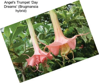 Angel\'s Trumpet ‘Day Dreams\' (Brugmansia hybrid)