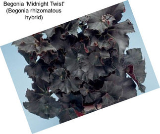 Begonia ‘Midnight Twist\' (Begonia rhizomatous hybrid)