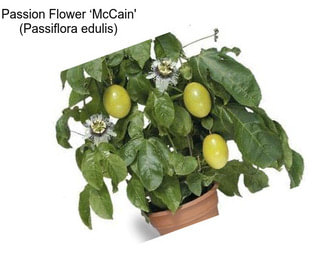 Passion Flower ‘McCain\' (Passiflora edulis)