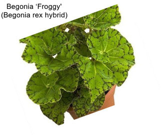 Begonia ‘Froggy\' (Begonia rex hybrid)