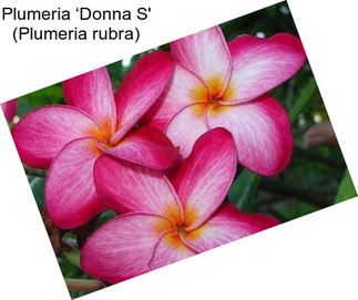 Plumeria ‘Donna S\' (Plumeria rubra)