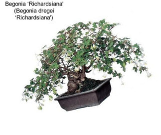 Begonia ‘Richardsiana\' (Begonia dregei ‘Richardsiana\')