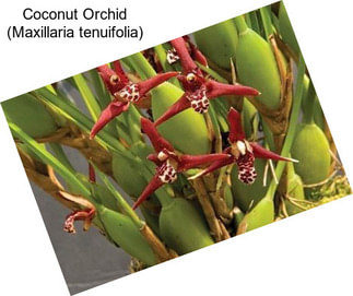 Coconut Orchid (Maxillaria tenuifolia)