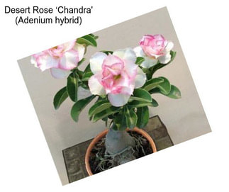 Desert Rose ‘Chandra\' (Adenium hybrid)