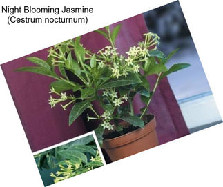 Night Blooming Jasmine (Cestrum nocturnum)