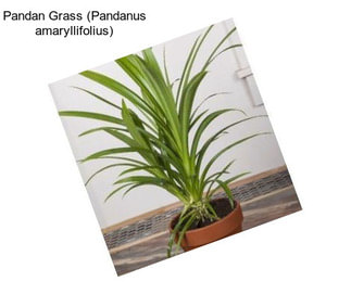 Pandan Grass (Pandanus amaryllifolius)