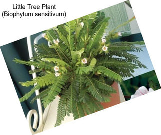 Little Tree Plant (Biophytum sensitivum)