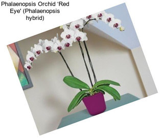 Phalaenopsis Orchid ‘Red Eye\' (Phalaenopsis hybrid)