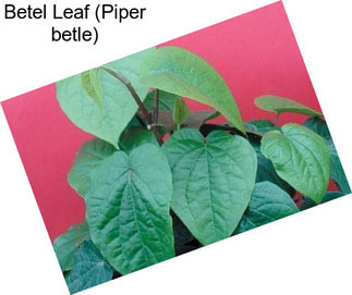 Betel Leaf (Piper betle)