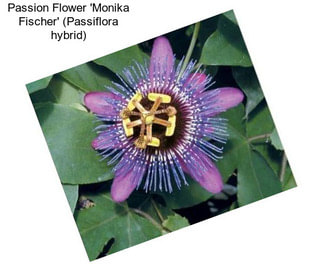 Passion Flower \'Monika Fischer\' (Passiflora hybrid)