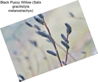 Black Pussy Willow (Salix gracilistyla melanostachys)