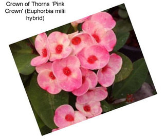 Crown of Thorns ‘Pink Crown\' (Euphorbia milii hybrid)
