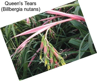 Queen\'s Tears (Billbergia nutans)