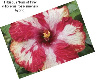 Hibiscus ‘Rim of Fire\' (Hibiscus rosa-sinensis hybrid)