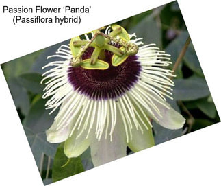 Passion Flower ‘Panda\' (Passiflora hybrid)