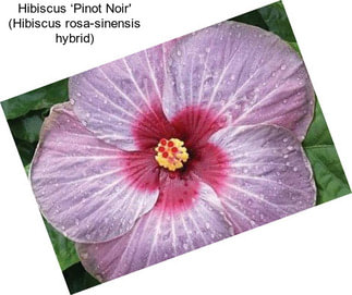 Hibiscus ‘Pinot Noir\' (Hibiscus rosa-sinensis hybrid)