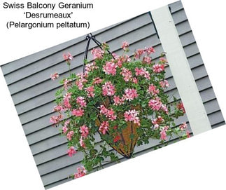 Swiss Balcony Geranium ‘Desrumeaux\' (Pelargonium peltatum)