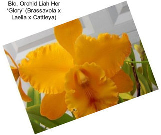 Blc. Orchid Liah Her ‘Glory\' (Brassavola x Laelia x Cattleya)
