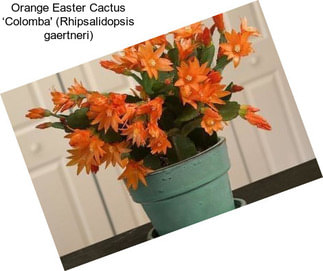 Orange Easter Cactus ‘Colomba\' (Rhipsalidopsis gaertneri)