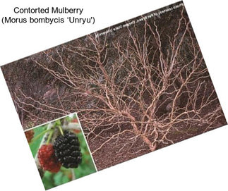Contorted Mulberry (Morus bombycis ‘Unryu\')