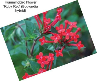 Hummingbird Flower ‘Ruby Red\' (Bouvardia hybrid)