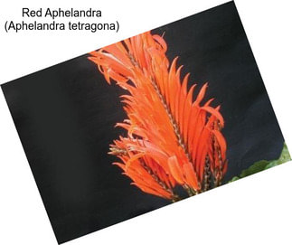 Red Aphelandra (Aphelandra tetragona)