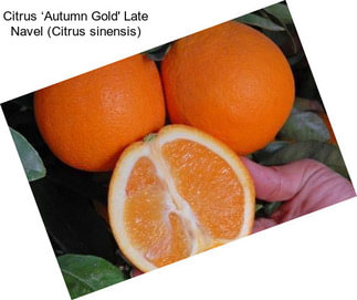 Citrus ‘Autumn Gold\' Late Navel (Citrus sinensis)