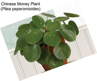 Chinese Money Plant (Pilea peperomioides)