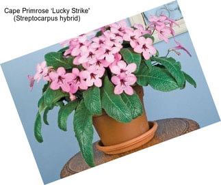 Cape Primrose ‘Lucky Strike\' (Streptocarpus hybrid)