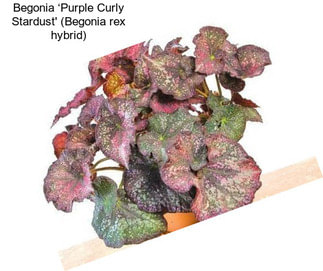 Begonia ‘Purple Curly Stardust\' (Begonia rex hybrid)