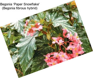 Begonia ‘Paper Snowflake\' (Begonia fibrous hybrid)