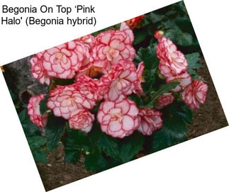 Begonia On Top ‘Pink Halo\' (Begonia hybrid)