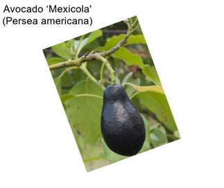 Avocado ‘Mexicola\' (Persea americana)