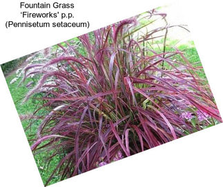 Fountain Grass ‘Fireworks\' p.p. (Pennisetum setaceum)