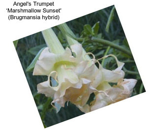 Angel\'s Trumpet ‘Marshmallow Sunset\' (Brugmansia hybrid)