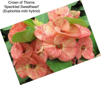 Crown of Thorns ‘Speckled Sweetheart\' (Euphorbia milii hybrid)