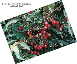 Goumi ‘Sweet Scarlet\'tm (Elaeagnus multiflora hybrid)