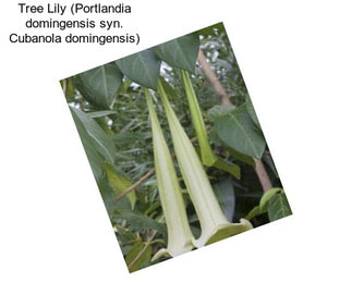 Tree Lily (Portlandia domingensis syn. Cubanola domingensis)