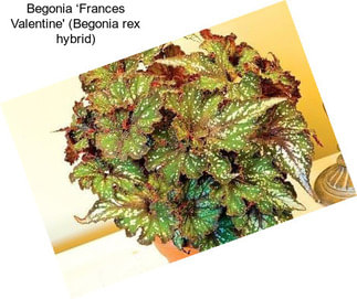 Begonia ‘Frances Valentine\' (Begonia rex hybrid)