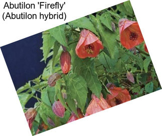 Abutilon \'Firefly\' (Abutilon hybrid)