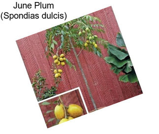 June Plum (Spondias dulcis)