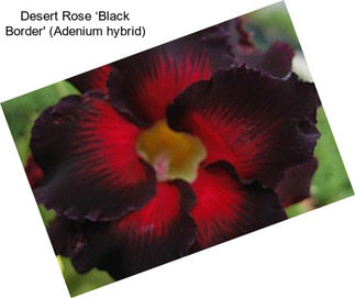 Desert Rose ‘Black Border\' (Adenium hybrid)