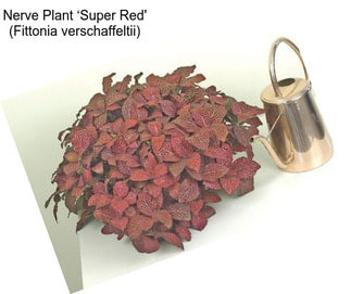 Nerve Plant ‘Super Red\' (Fittonia verschaffeltii)