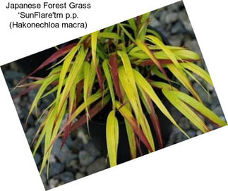 Japanese Forest Grass ‘SunFlare\'tm p.p. (Hakonechloa macra)