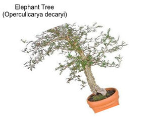 Elephant Tree (Operculicarya decaryi)