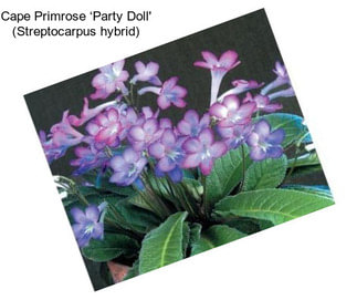 Cape Primrose ‘Party Doll\' (Streptocarpus hybrid)