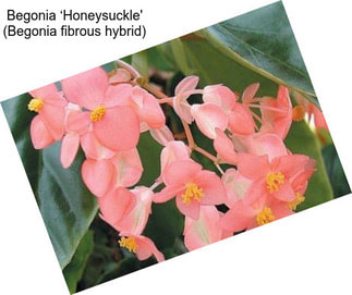 Begonia ‘Honeysuckle\' (Begonia fibrous hybrid)