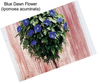 Blue Dawn Flower (Ipomoea acuminata)