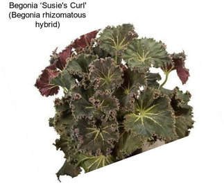 Begonia ‘Susie\'s Curl\' (Begonia rhizomatous hybrid)