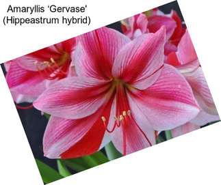 Amaryllis ‘Gervase\' (Hippeastrum hybrid)
